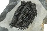 Detailed Coltraneia Trilobite Fossil - Huge Faceted Eyes #328570-5